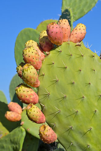 Figues de cactus mûres