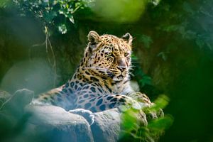 Schöner Amurleopard in freier Wildbahn - eine stark gefährdete Art