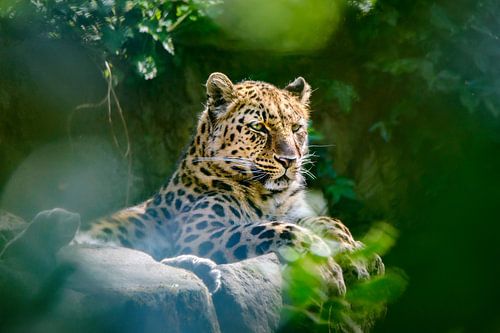 Beautiful Amur leopard in the wild - a highly endangered species