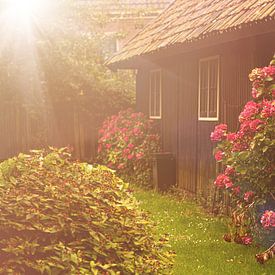 Oude houten schuur met grote roze rode hortensia struik en zonflair van Margriet Hulsker