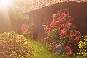 Alter Holzschuppen mit großem rosa-rotem Hortensienbusch und Sonnenblume