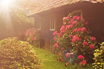 Vieille cabane en bois avec un grand buisson d'hortensias roses et rouges et un tournesol sur Margriet Hulsker