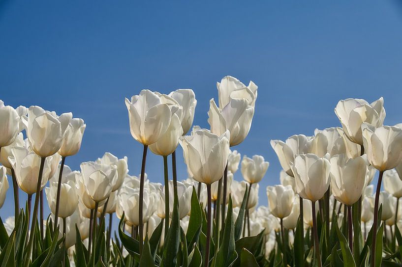 Weiße Tulpen gegen einen blauen Himmel von Ad Jekel
