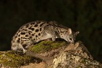 Genetkat op een bemoste rots in de nacht op zoek naar voedsel