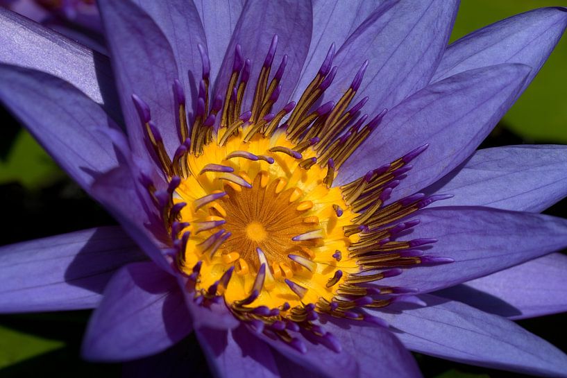 Nymphaea is a genus of aquatic plants in the water lily family by W J Kok