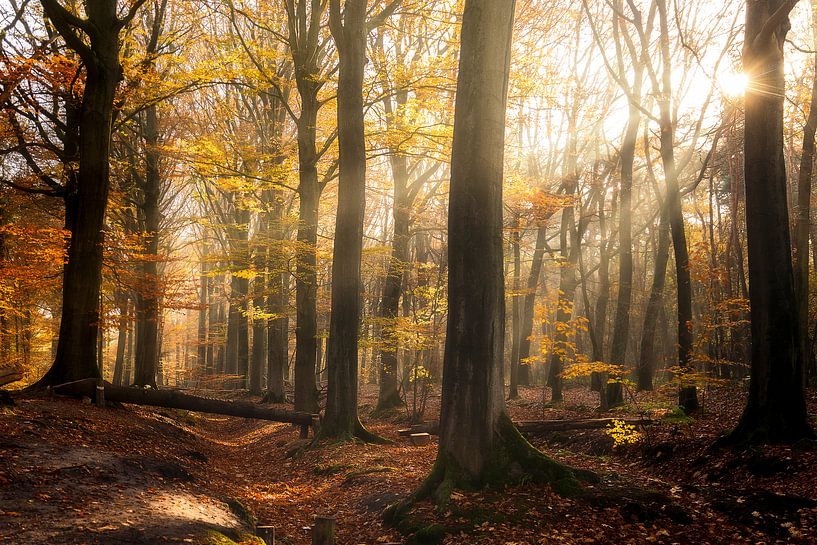 Stimmungsvoller Morgen im Wald von Fotografie Krist / Top Foto Vlaanderen