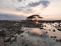 Een eenzame boom op het strand van Gili Trawangan
