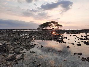 Single tree at Gili Trawangan beach