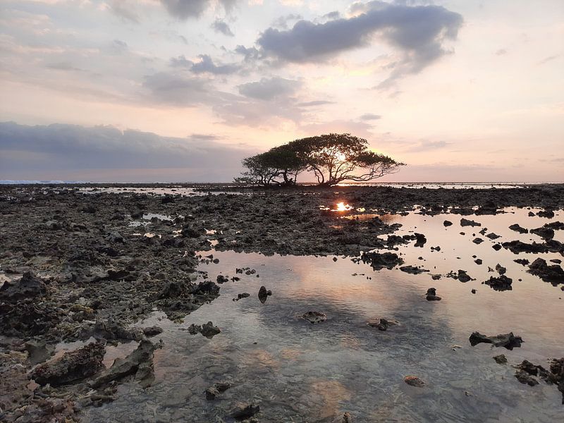Een eenzame boom op het strand van Gili Trawangan van kall3bu