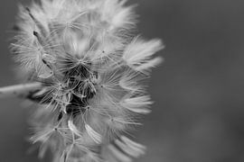 Pissenlit noir et blanc