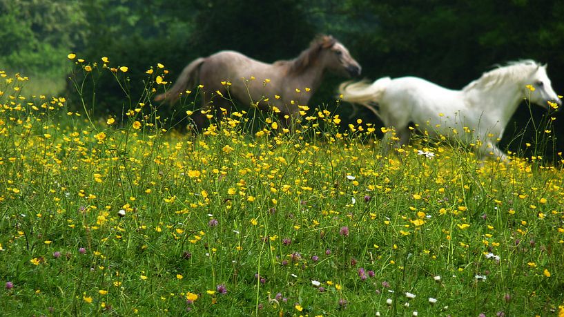 Paarden In Vrijheid par Daphne Photography
