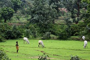 Platteland India