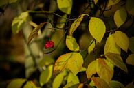 Resten van een vrucht van de Wilde Kardinaalsmuts in de herfst van FotoGraaG Hanneke thumbnail