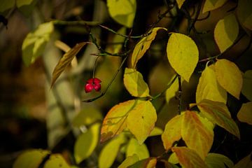 Resten van een vrucht van de Wilde Kardinaalsmuts in de herfst