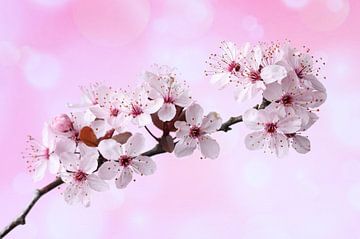 Pink blossoms by Elise Lohuis