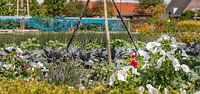 Ein Blumenfeld und ein Gemüsegarten von Percy's fotografie Miniaturansicht