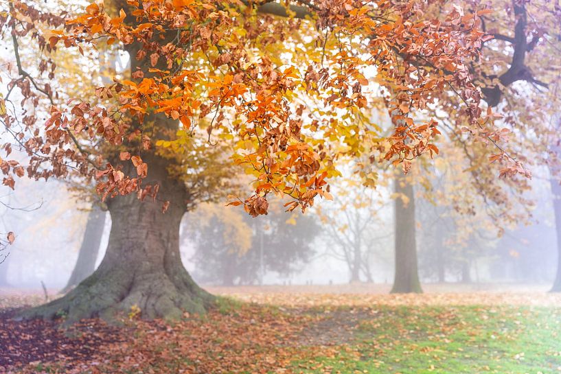 Herbstbaum von Jose Derks