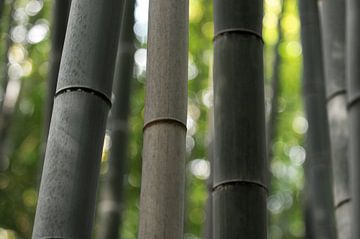 Bamboebos van Arashiyama in Kioto van Emi Barendse