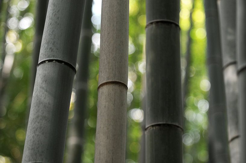 La forêt de bambous d'Arashiyama à Kyoto par Emi Barendse