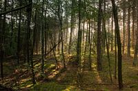 Hoorn forest with sunrise