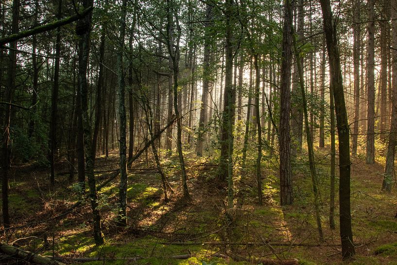 Hornwald mit Sonnenaufgang von Arie Jan van Termeij
