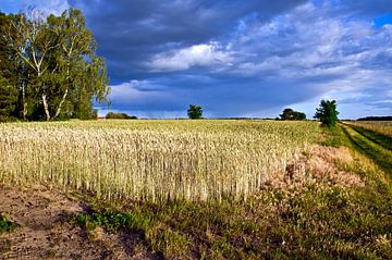 Leuchtendes Getreidefeld im ländlichen Raum von Kehrigk von Silva Wischeropp