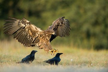 White-tailed Eagle / Sea Eagle ( Haliaeetus albicilla ) juvenile bird of prey, landing on a meadow n