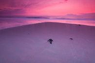 Purple evening at the beach - 2 by Damien Franscoise thumbnail