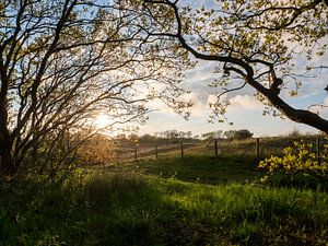 Soleil couchant qui brille à travers les arbres sur Karin Schijf