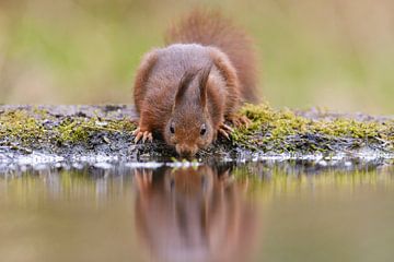 Drinkende Eekhoorn by Robert van Brug