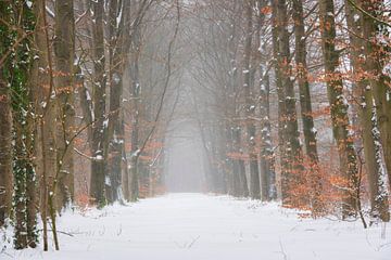 Paysage forestier dans la neige sur Francis Dost