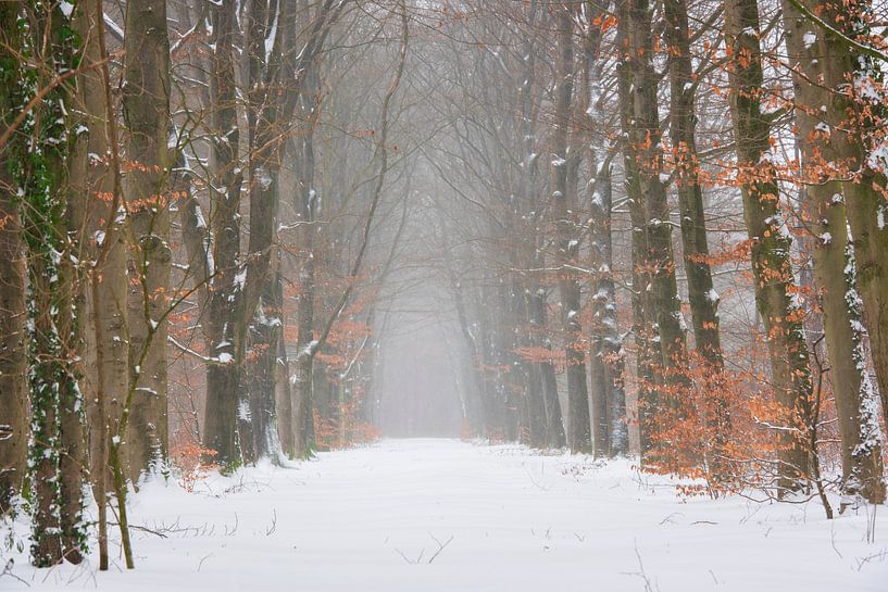 Waldlandschaft im Schnee von Francis Dost