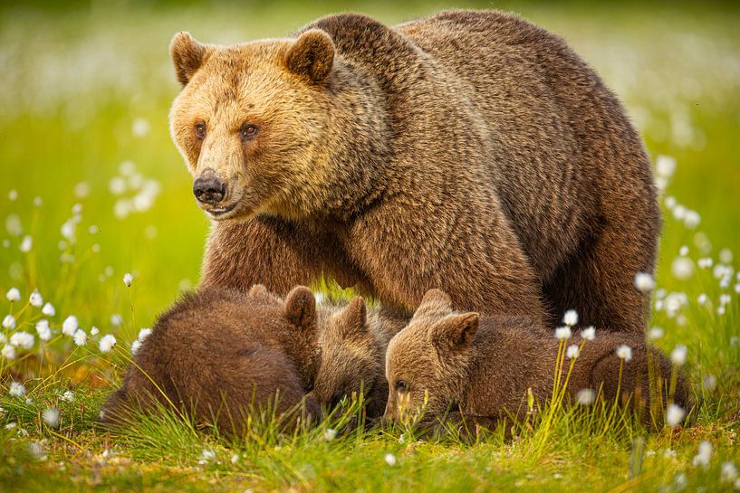 Brown bear family by Chris Stenger