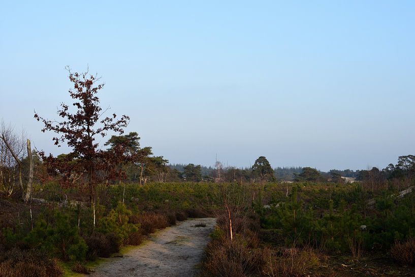 Een zandpad over een heide van Gerard de Zwaan