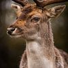 portret van een damhert van Kayleigh Heppener