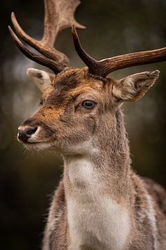 portrait of a fallow deer by Kayleigh Heppener