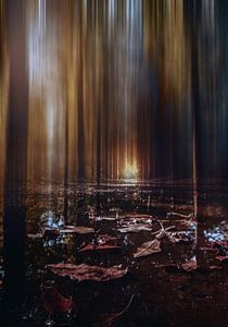 la lumière au bout du chemin forestier sur Jeroen Mondria