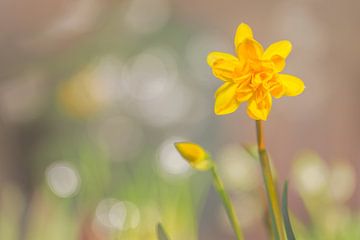 Daffodil, Tête Bouclé (Narcissus) by Carola Schellekens