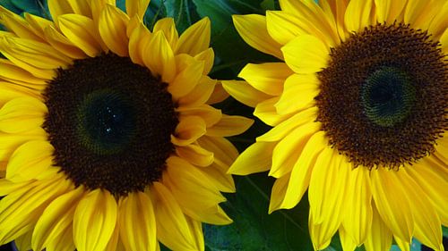 Prachtige zomerse zonnebloemen - Beautiful Summer Sunflowers 