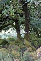 Wistmen's Wood 12