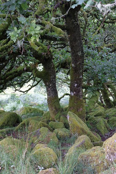 Wald der Weisen 12 von Ralph Jongejan
