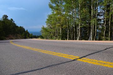 Asfalt weg met felgele belijning in het midden, in de Rocky Mountains, met berkenbomen langs de rand van Studio LE-gals