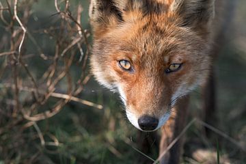 Een nieuwsgierige vos kijkt richting de fotograaf van Jolanda Aalbers