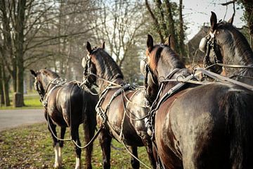 Tuigpaarden in rust