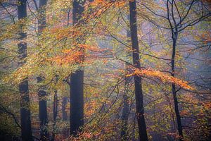 Herfstkleuren van Jurjen Veerman