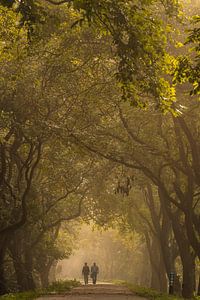 Ochtendwandeling tussen de walnotenbomen in de Betuwe van Moetwil en van Dijk - Fotografie