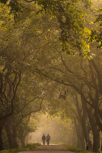 Ochtendwandeling tussen de walnotenbomen in de Betuwe