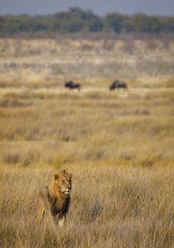 Lion, king of the savannah by Eddie Meijer