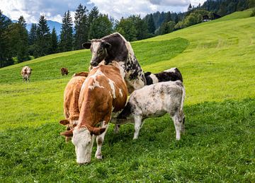 Glückliche Kühe in den Alpen von ManfredFotos