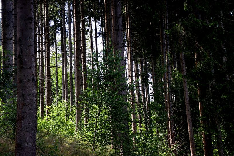 Le pouvoir des arbres par Paul Emons